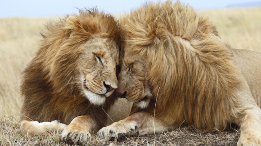 These Lions Are Gay And It Is Just So Beautiful | Grazia