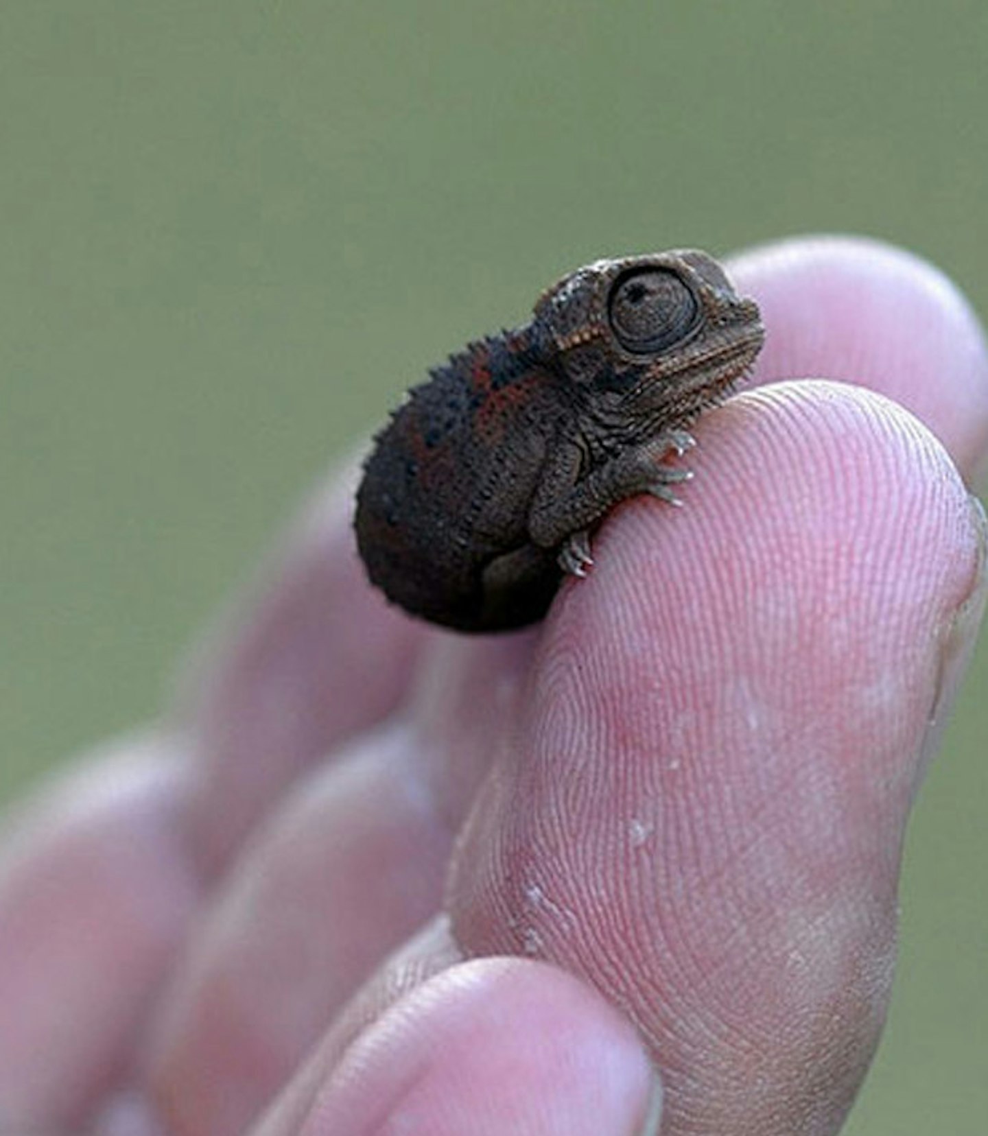 Baby chameleon