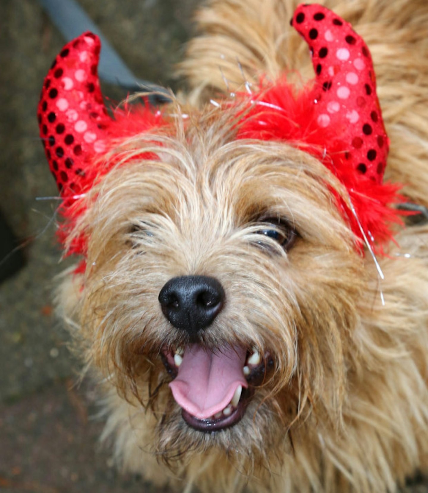 Devil dog