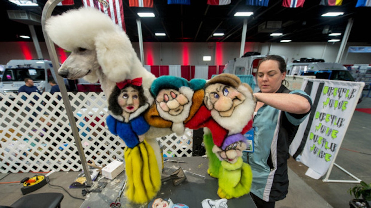 The Snow White Dog