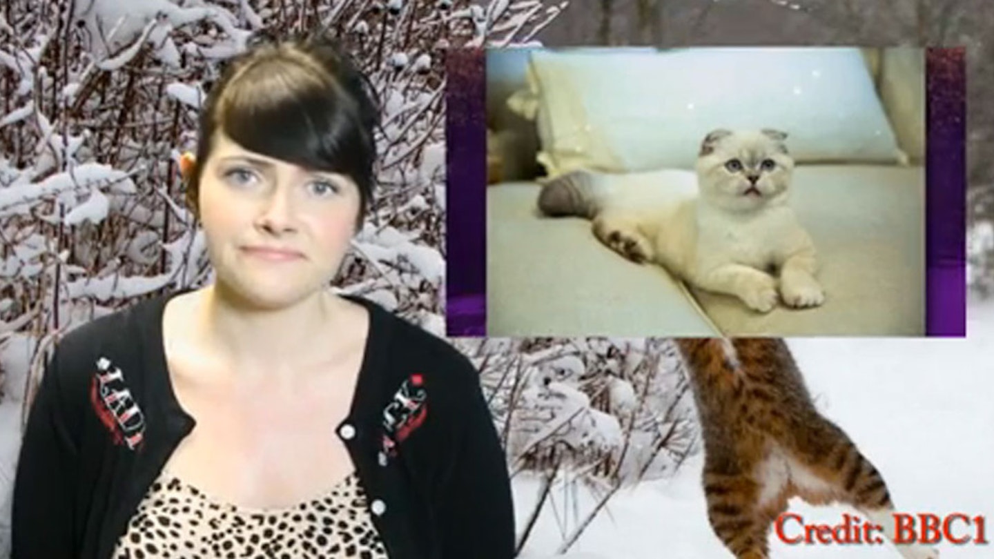 caturday-9
