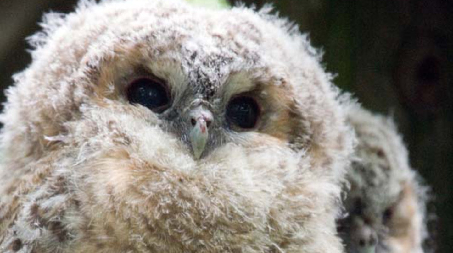 Extra fluffy owl