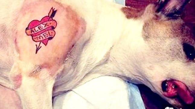 Angry Dog Tattoo Design
