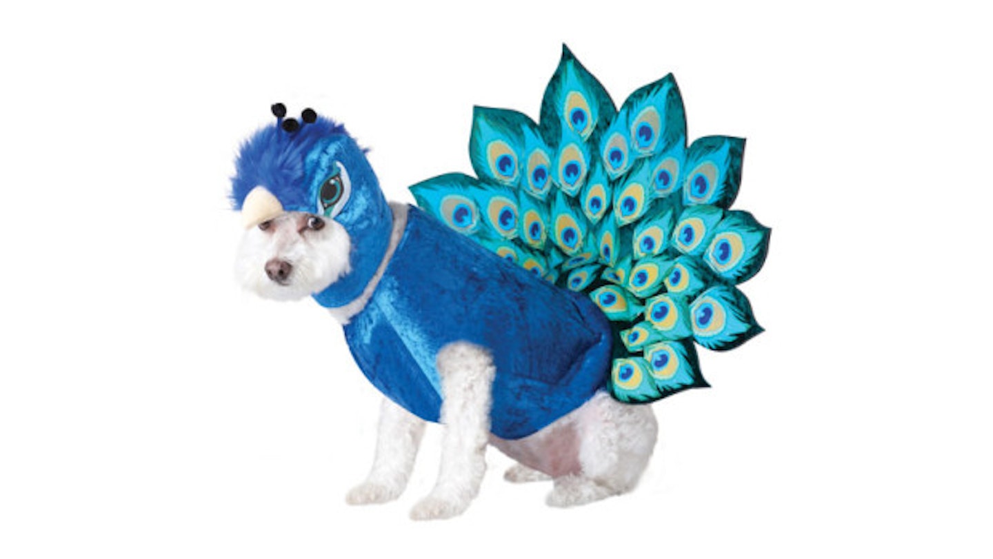 Peacock Dog Costume