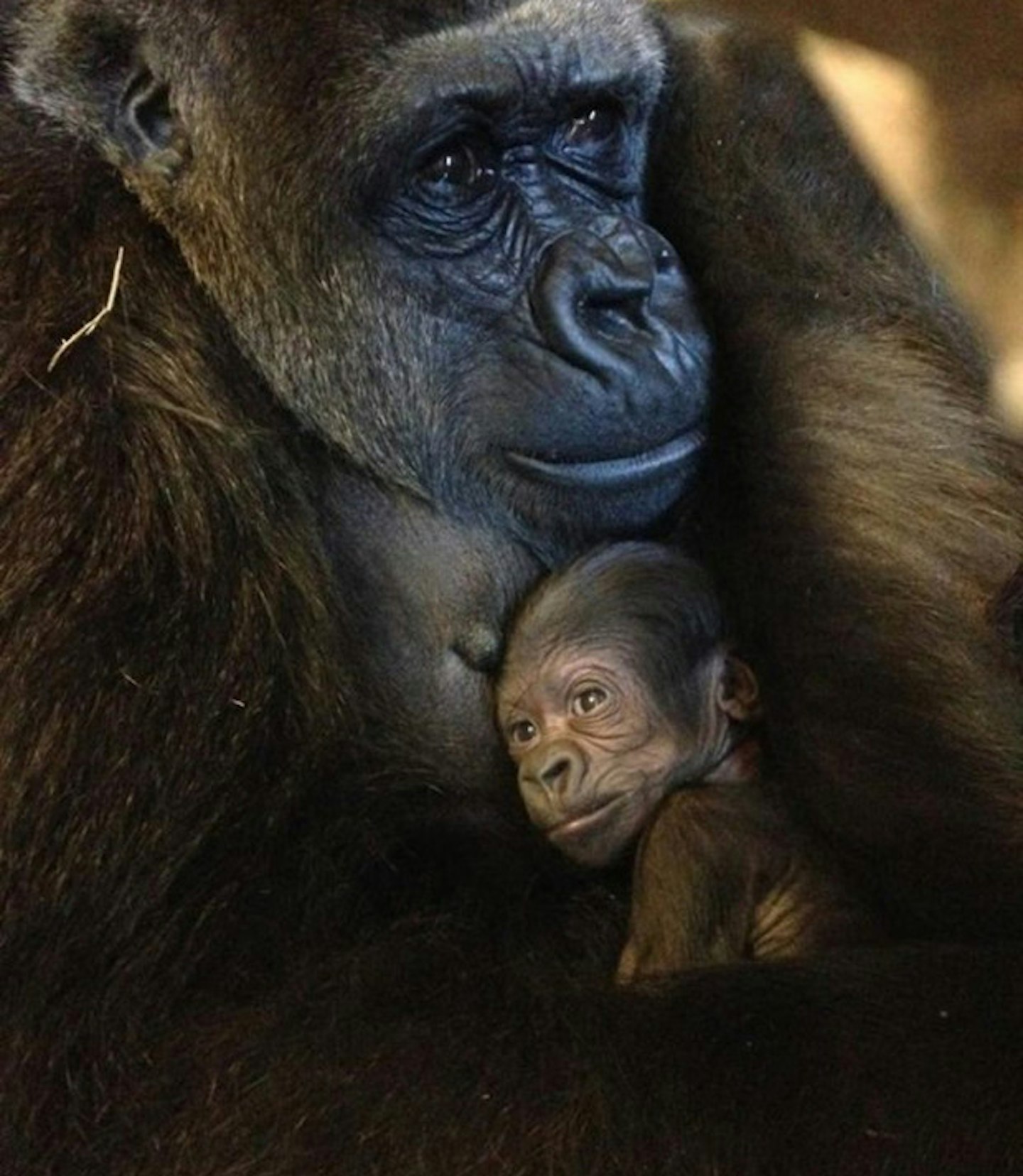 Baby gorilla