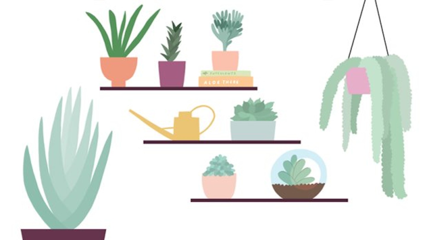 Houseplant Hack: Everything You Need To Know About Succulents