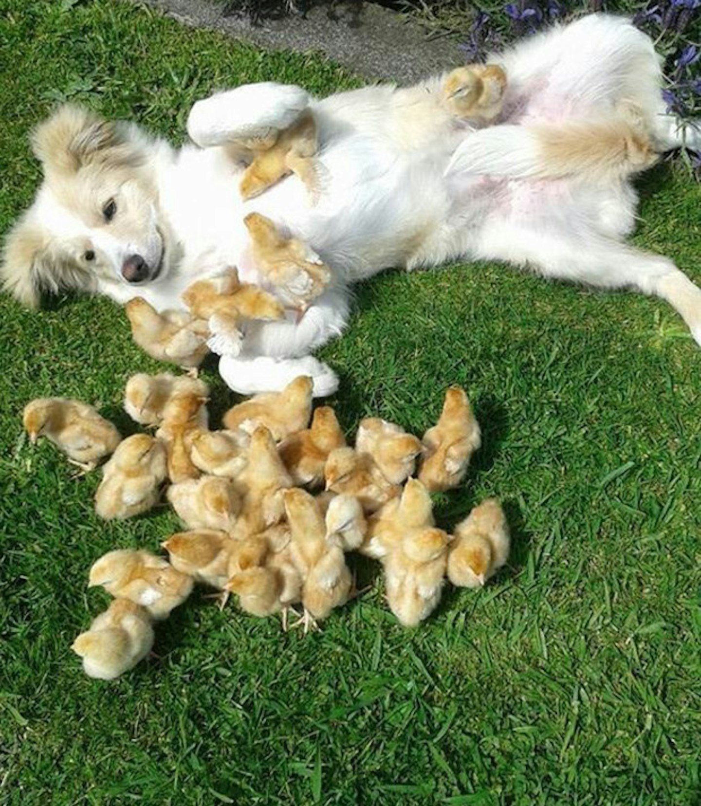 Little ducklings and their puppy pal!