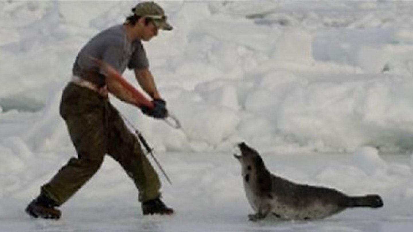 Seals are being killed needlessly for their fur