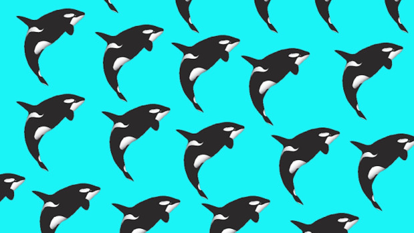 SeaWorld To Halt Killer Whale Displays After Harry Styles’s Backlash