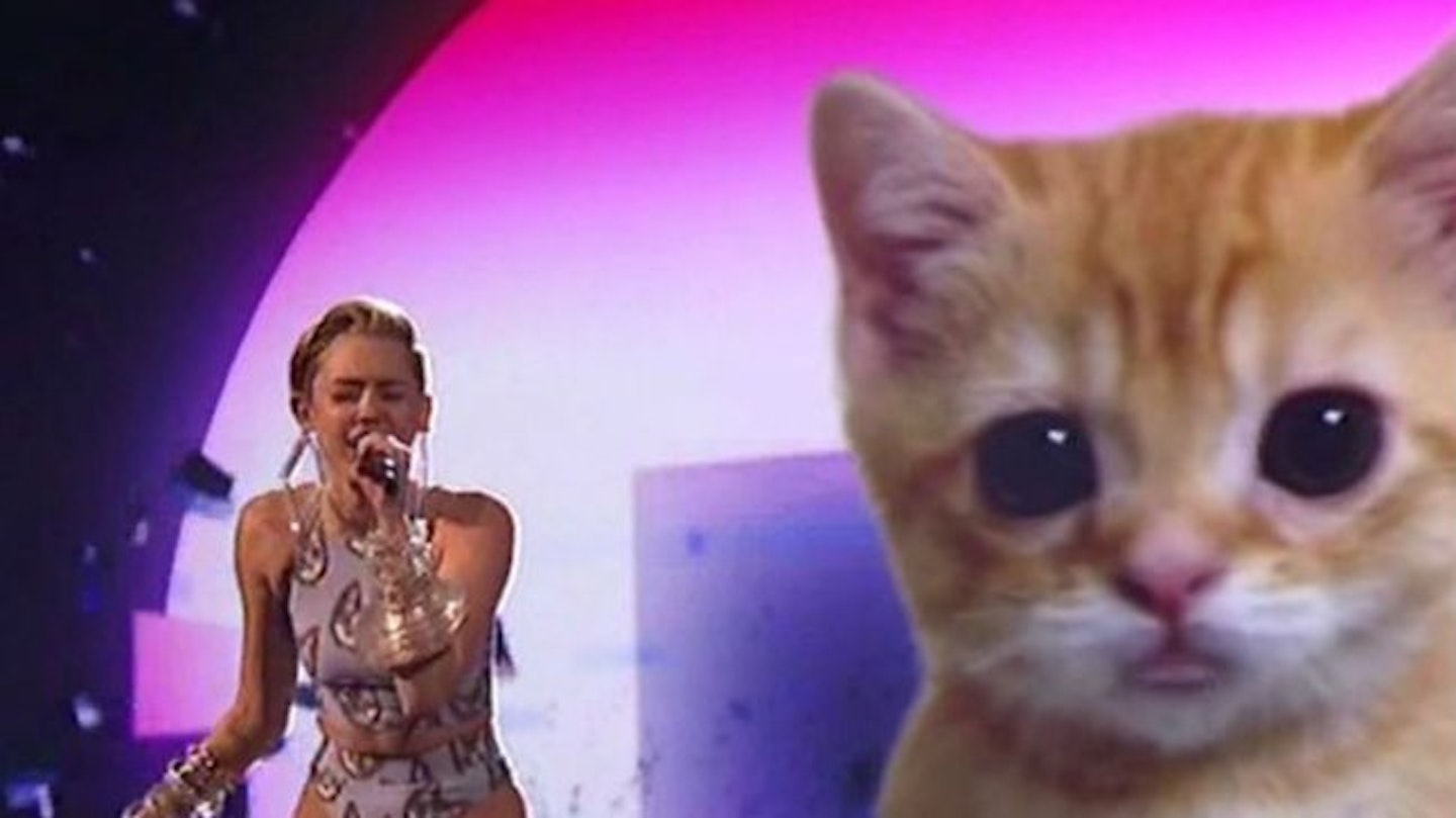 Mileygiantkitten