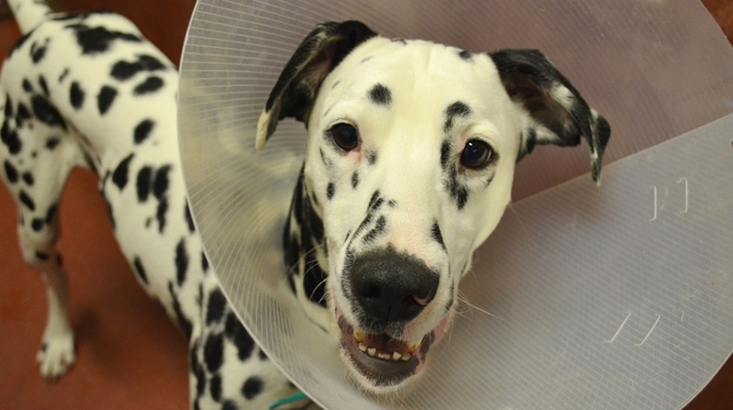 Name: Geoffrey Age: 1 year old. Breed: Dalmatian