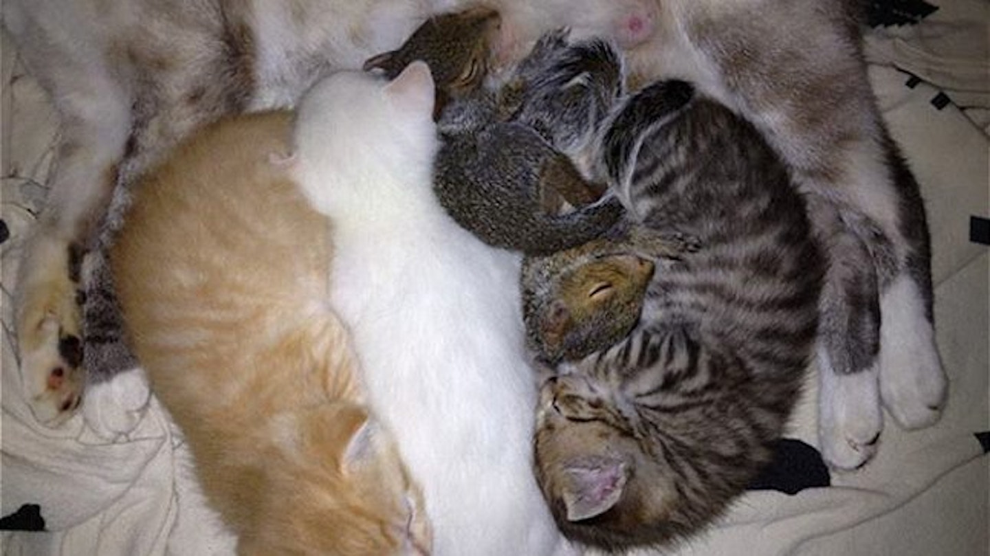 cat-copy2