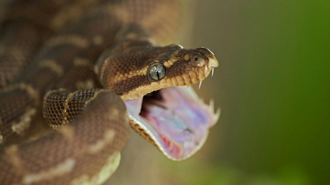 Killer Python Real Man finds ‘cereal killer’ python in box of corn flakes | Closer