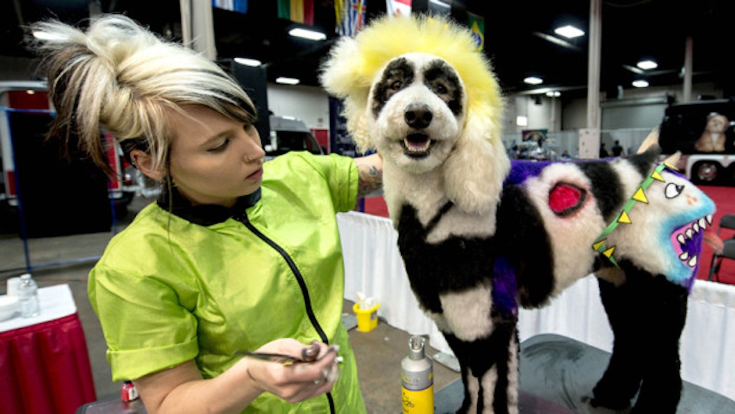 The Shark Panda-Dog With Yellow Afro