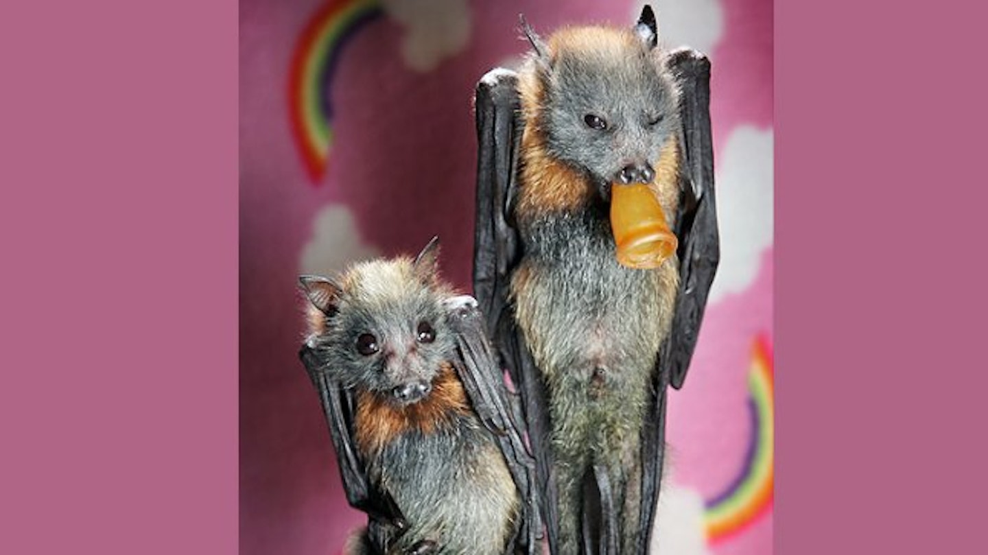 bat5