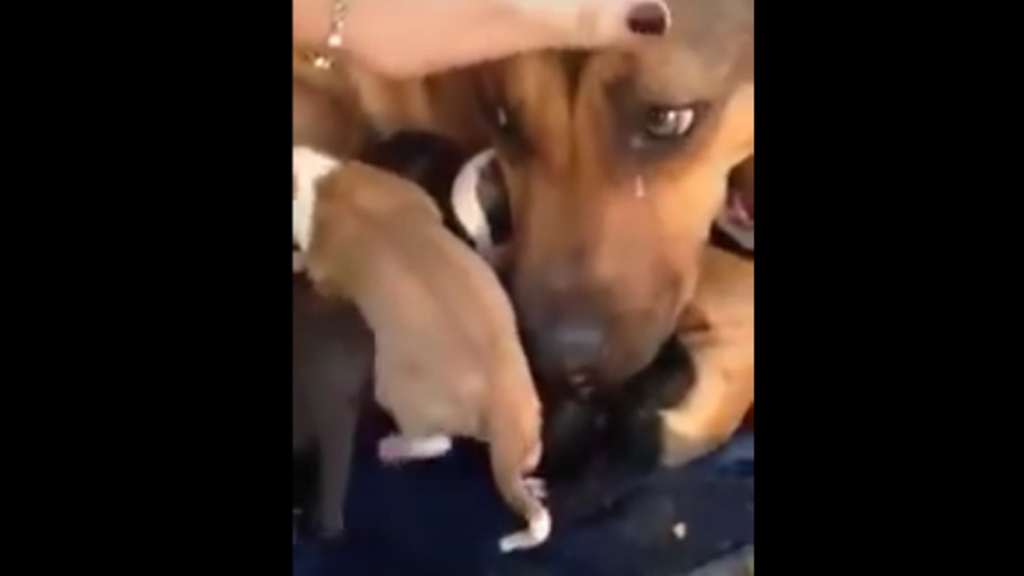 WATCH: Dog cries with happiness after her puppies are rescued