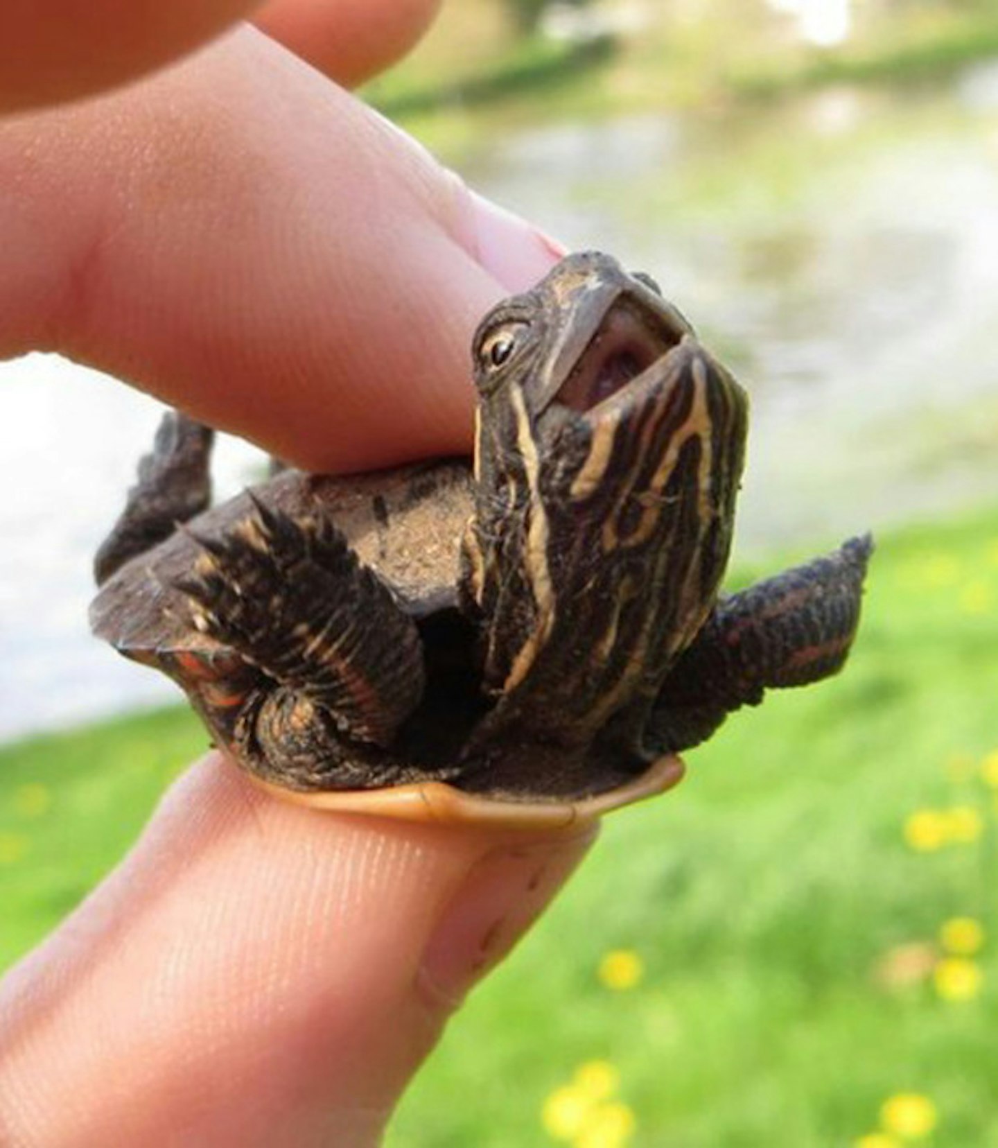 Happy tortoise
