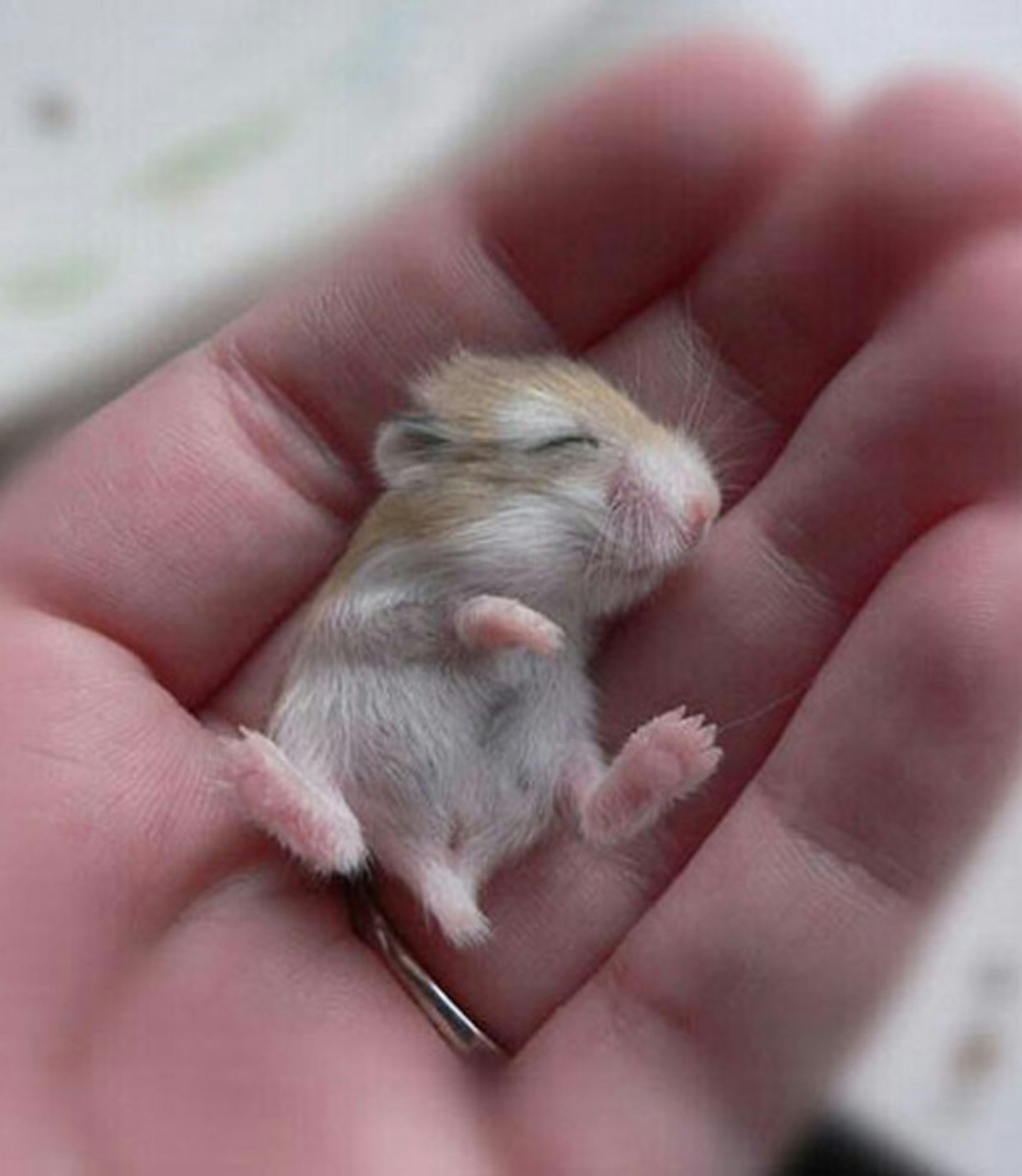 Baby mouse
