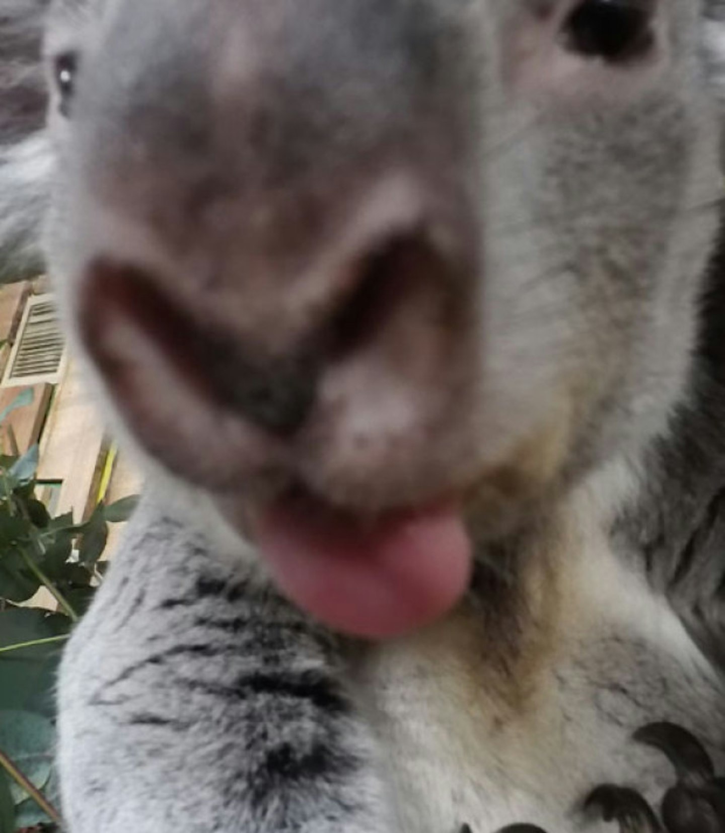 Koala!