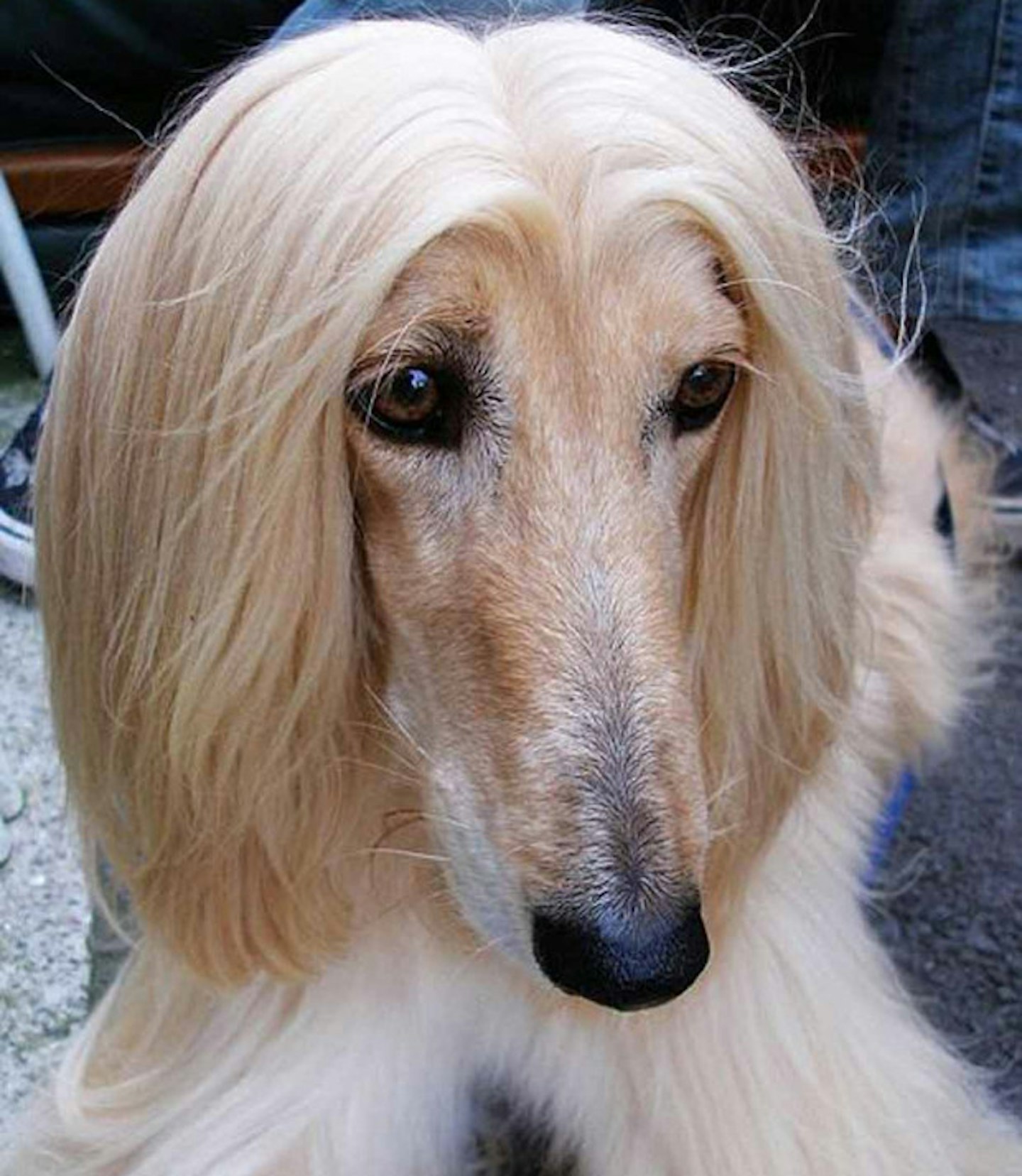 This Afghan Hound