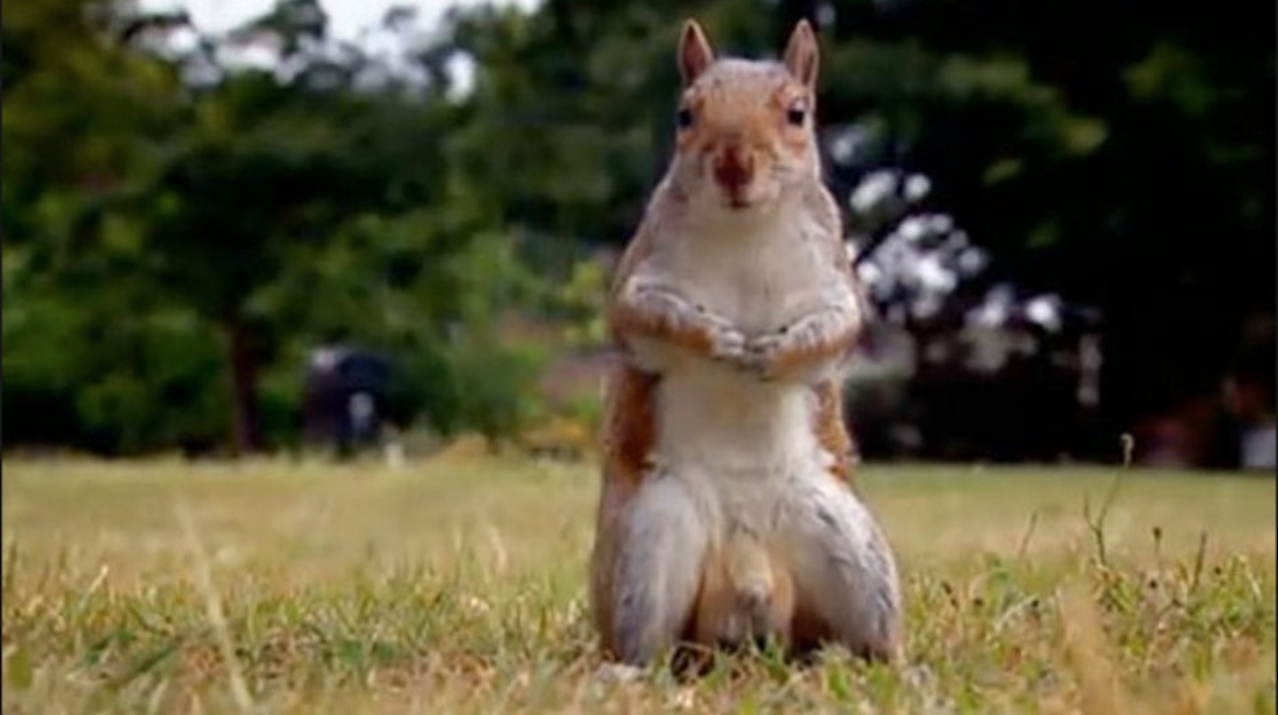 Series 1: The squirrel's nuts