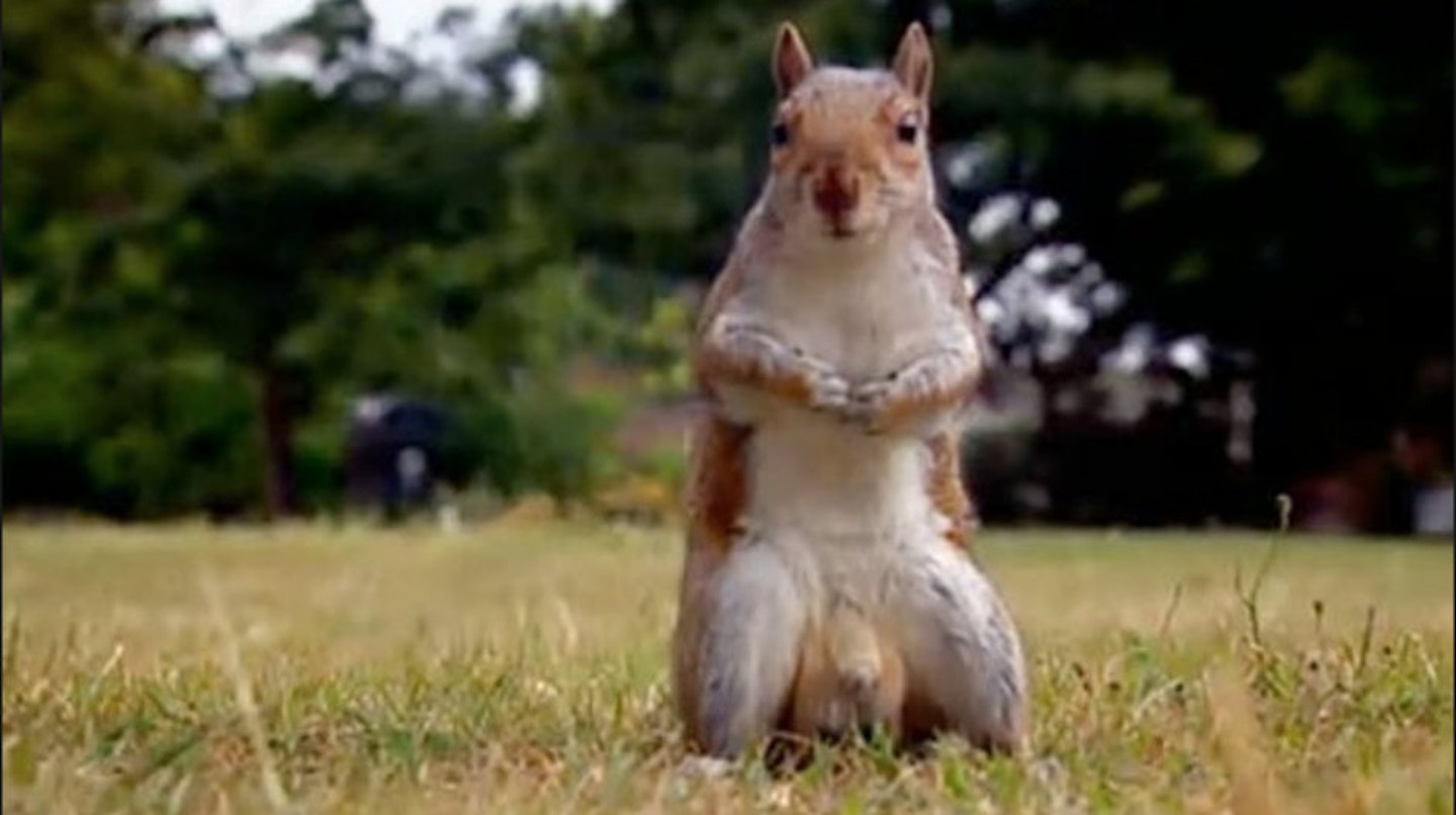 GBBO squirrel