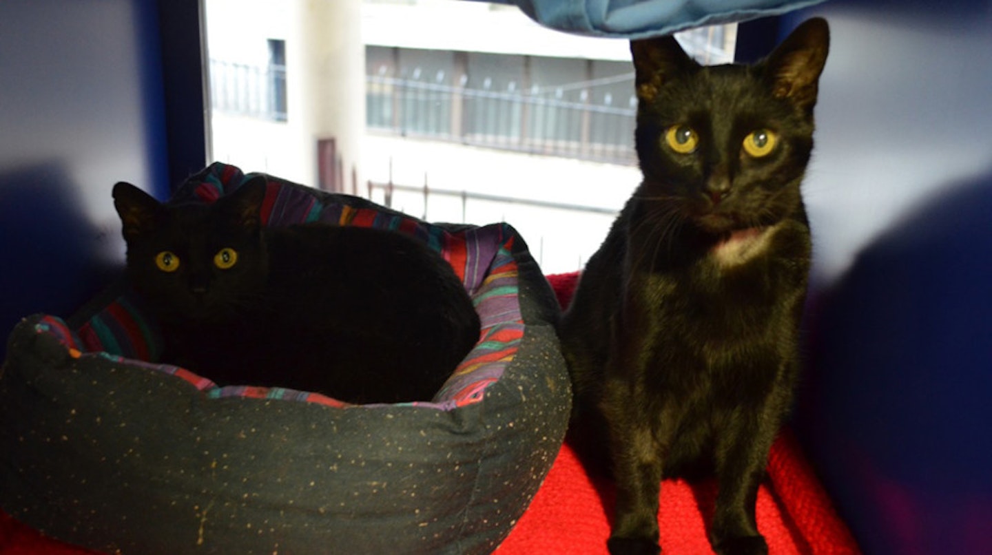 Name: Ollie and Susie Age: 10 years. Breed: Domestic Short-Hair