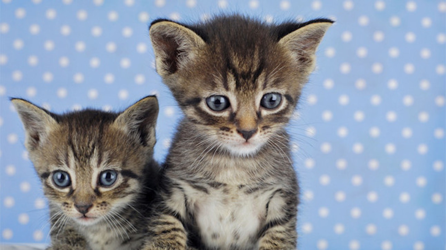 Motorists witnessed kittens being flung from a car onto a busy motoway (stock image)