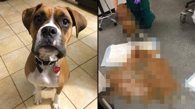 Graphic photo reveals why you should NEVER feed chocolate to your dog Click to see Closer