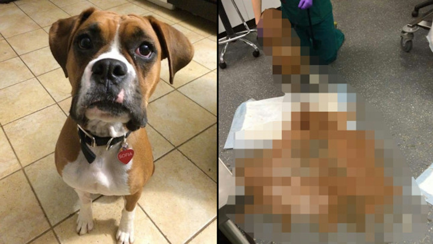 Graphic photo reveals why you should NEVER feed chocolate to your dog ...