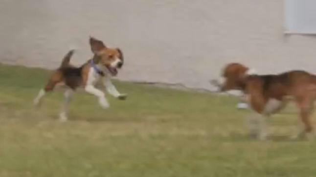 WATCH: Puppies raised in a laboratory experience the outside world for ...