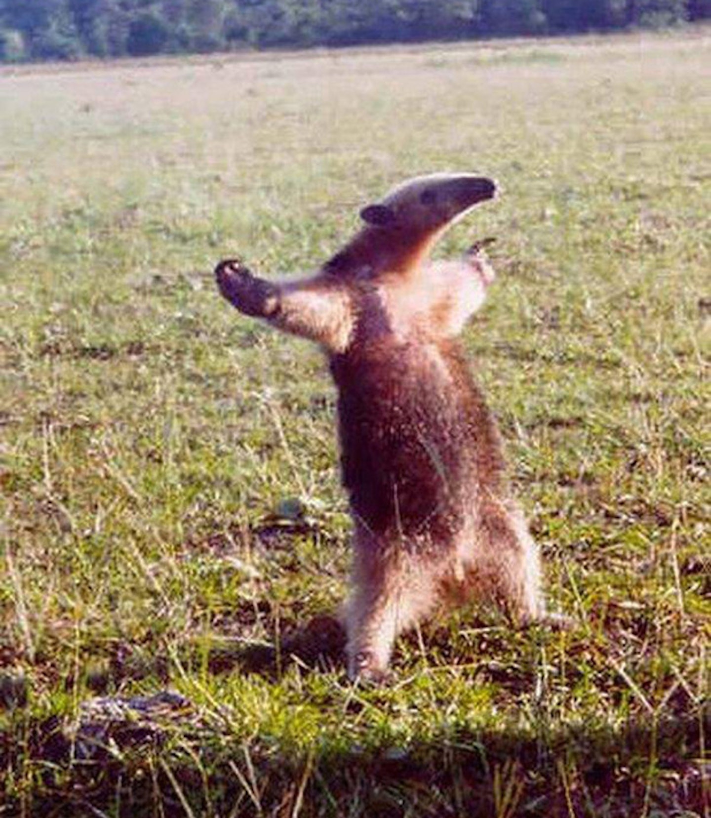 Happy anteater