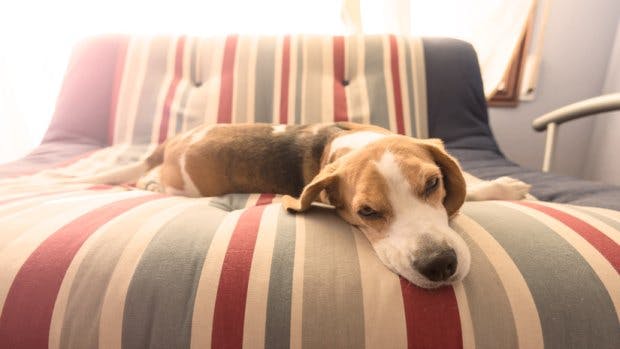 Do Dogs Go Through A Teenage Phase