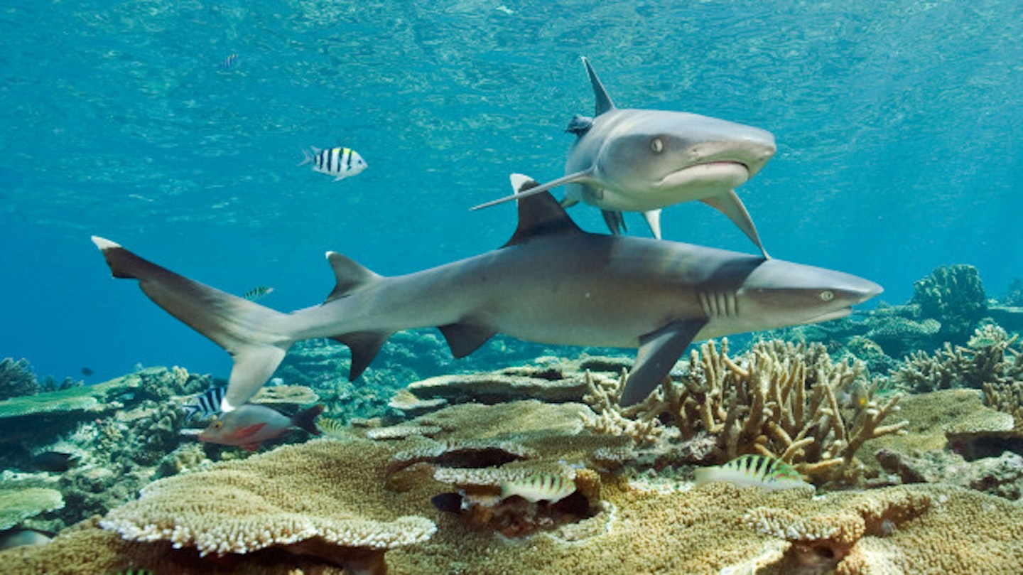 Sharks do not 'eat' humans- superficial bites are often a result of curiosity