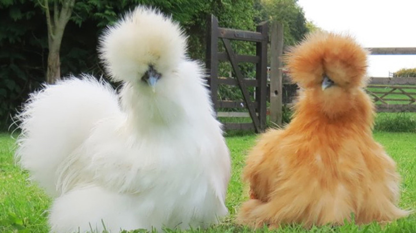 Extra fluffy chickens