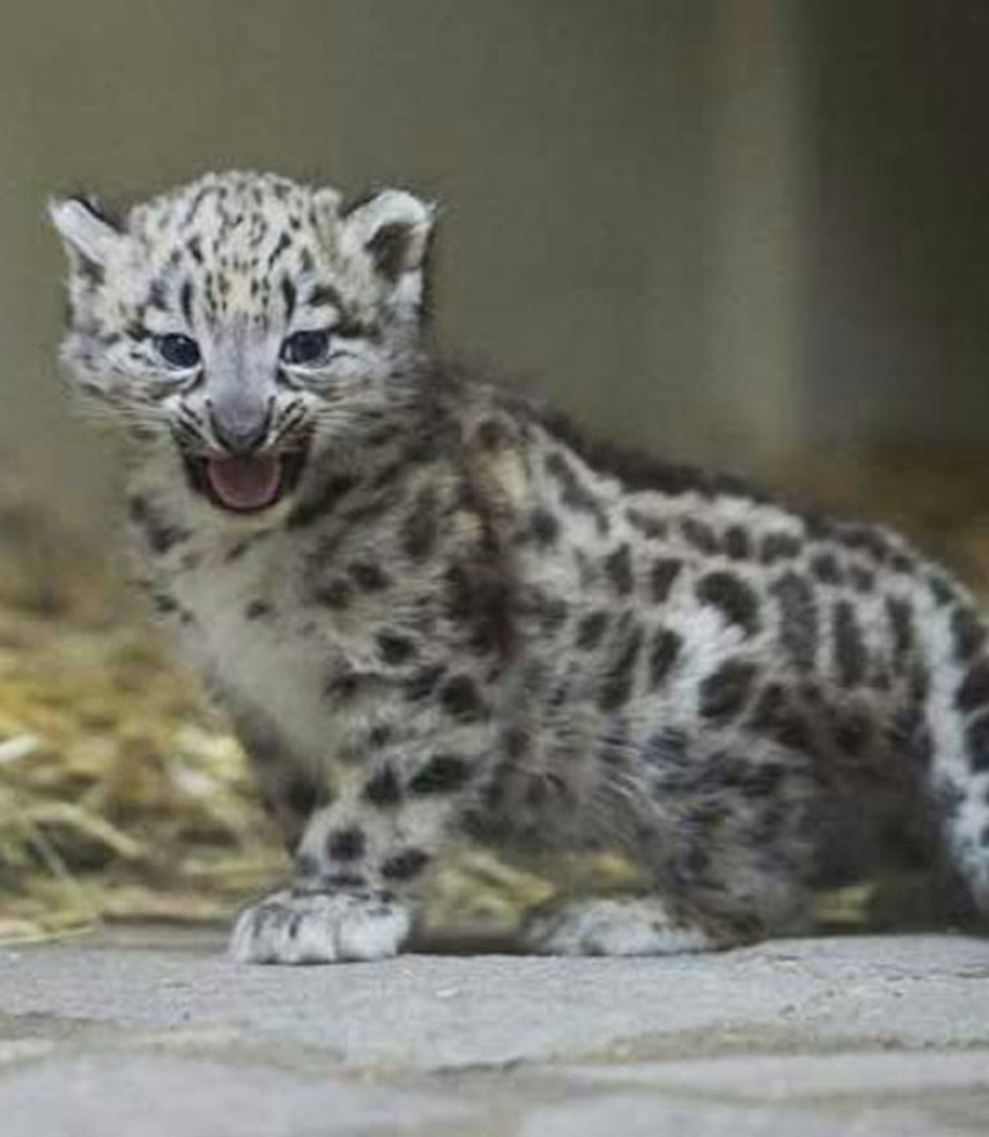 Baby snow leopard