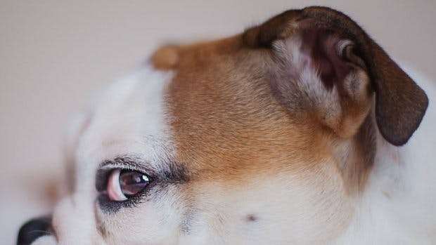 Your Dog Knows Which Of Your Friends Are Rude Grazia