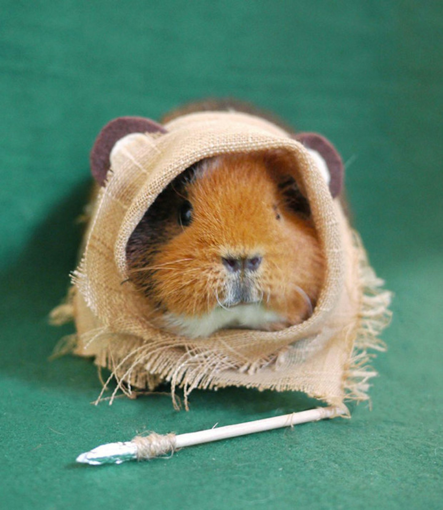 Ewok Guinea Pig