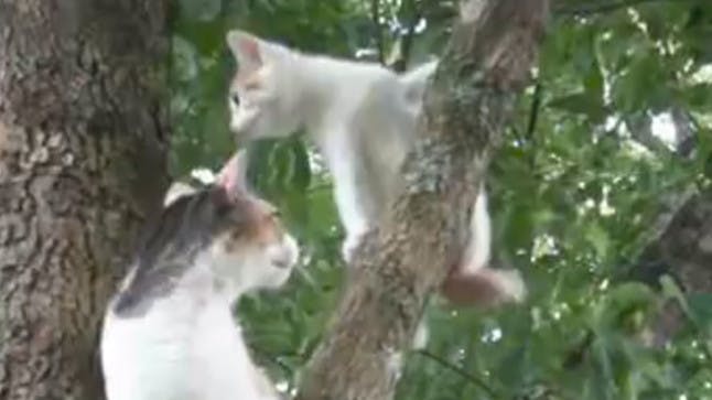 VIDEO Mama cat teaches stuck kitten how to climb down from a tree Closer