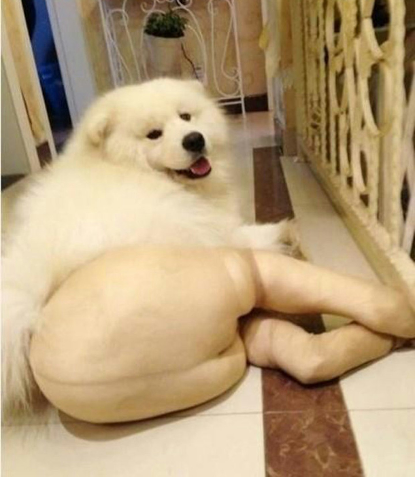 dog-tights-6