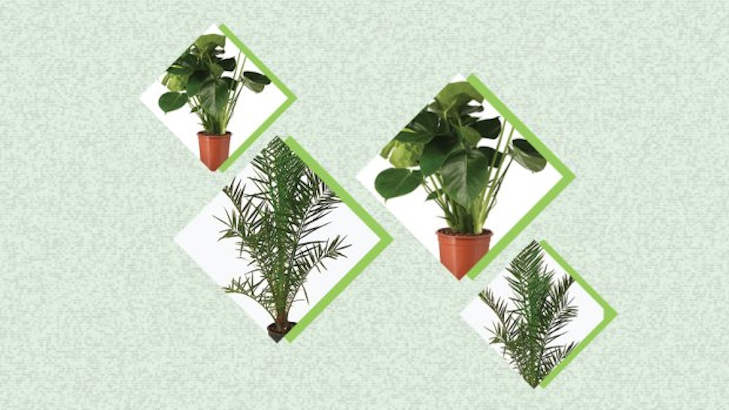 5 Large Houseplants To Upgrade Your Boring Flat For Under £50