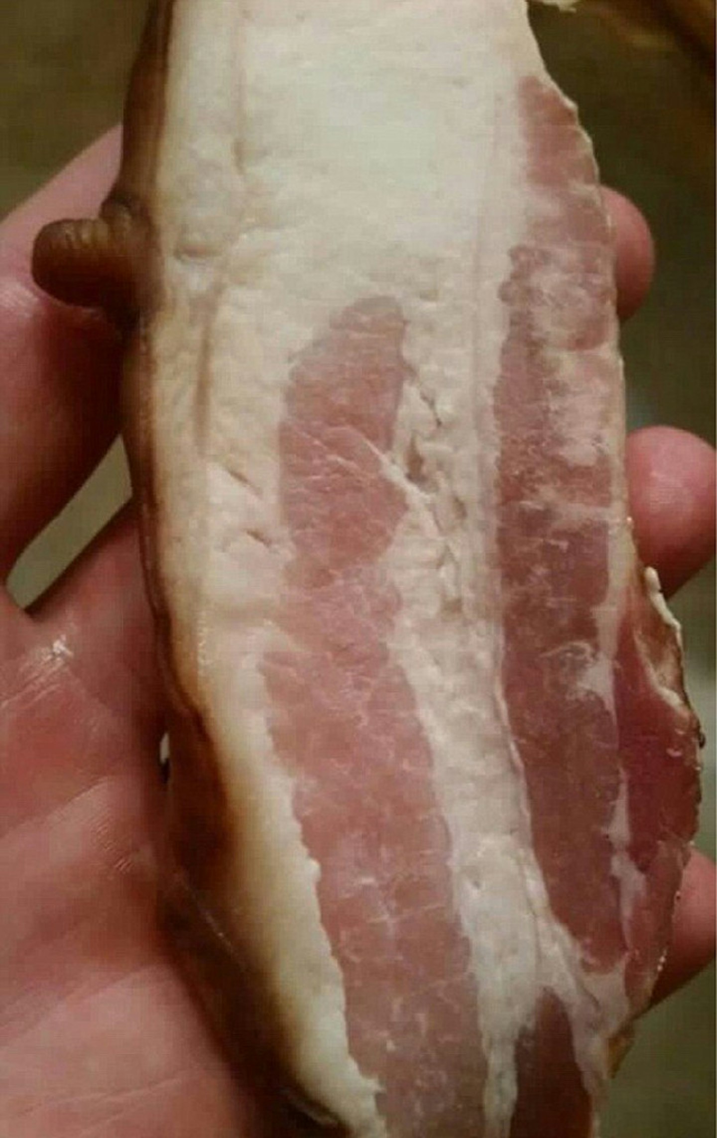 bacon-nipple