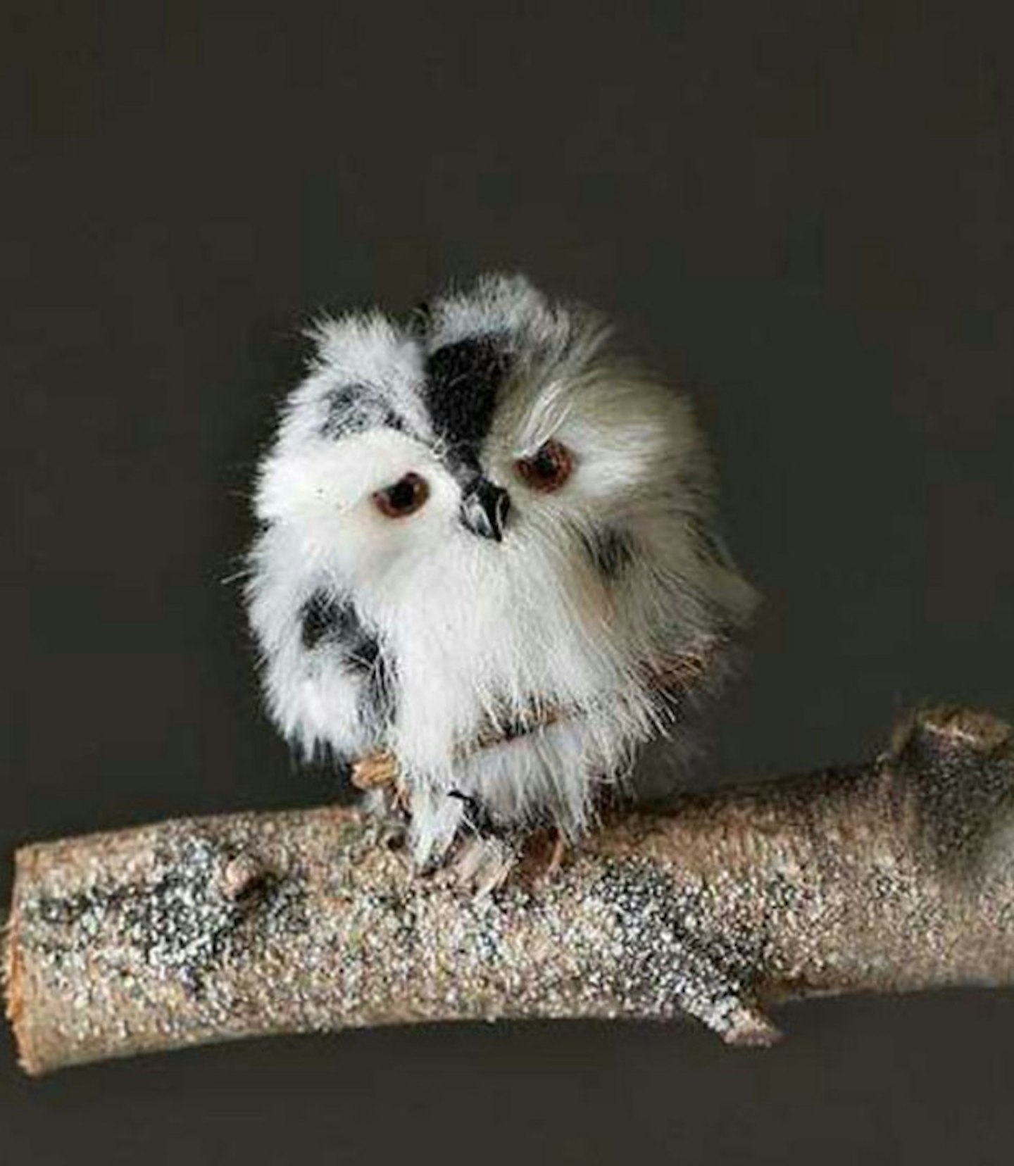 Baby owl