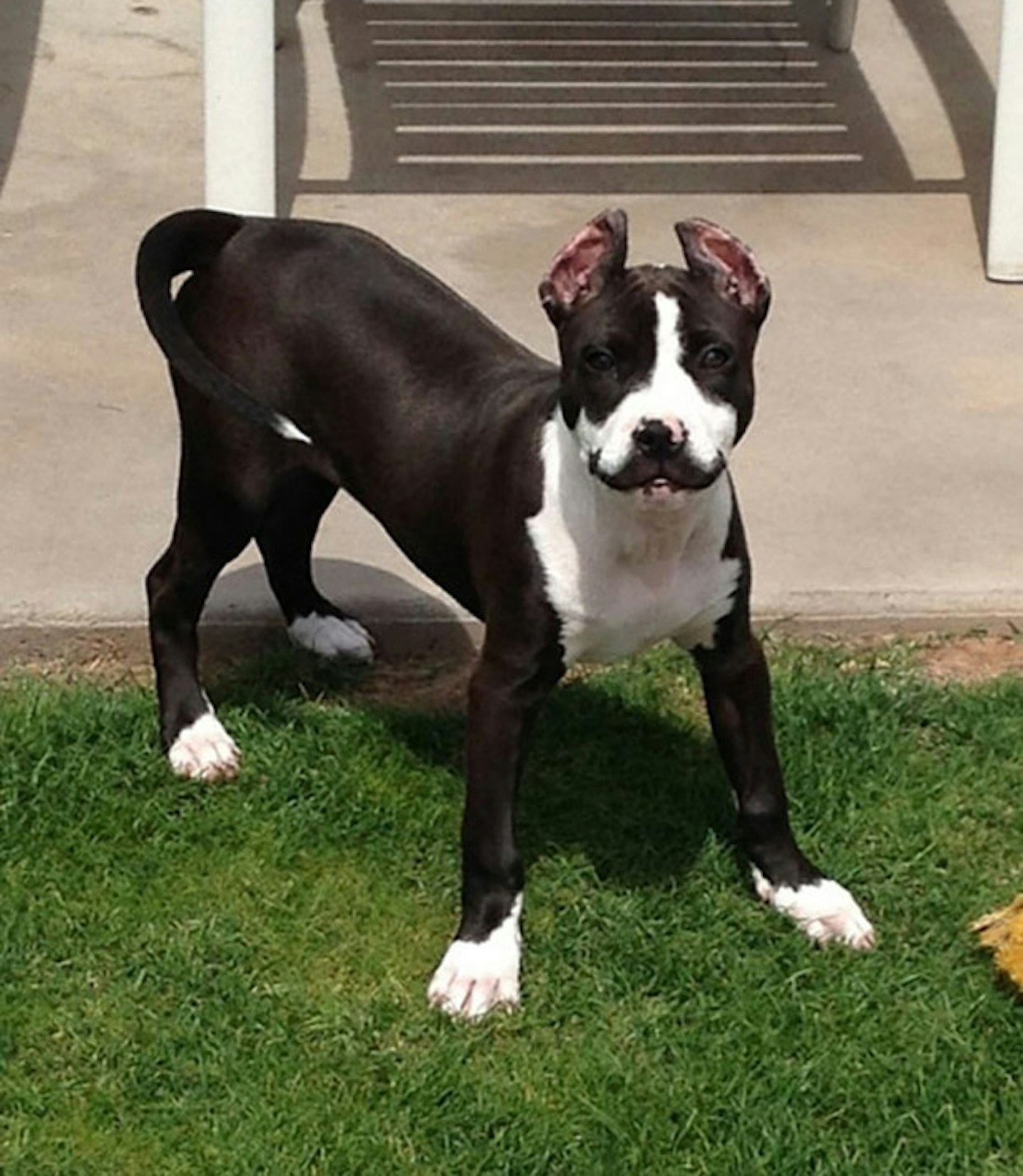 Regal