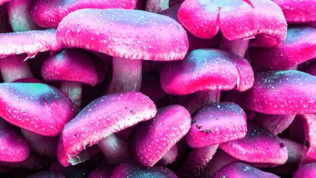 Magic Mushrooms Could Treat Depression Life Grazia
