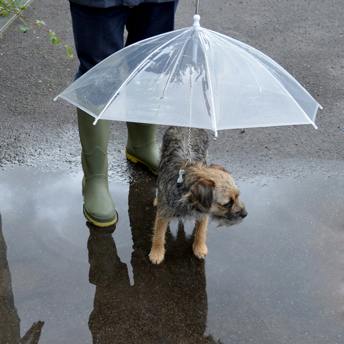 Dog Umbrella