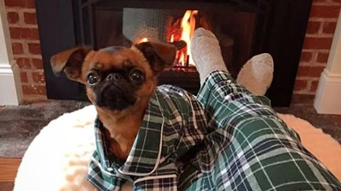Matching dog and human pyjamas