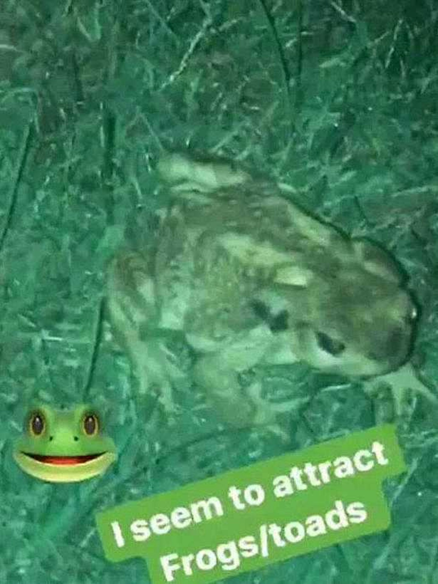Frog