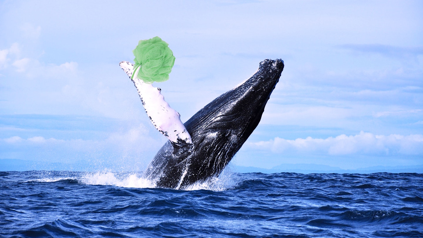 Whales Exfoliate In The Summer