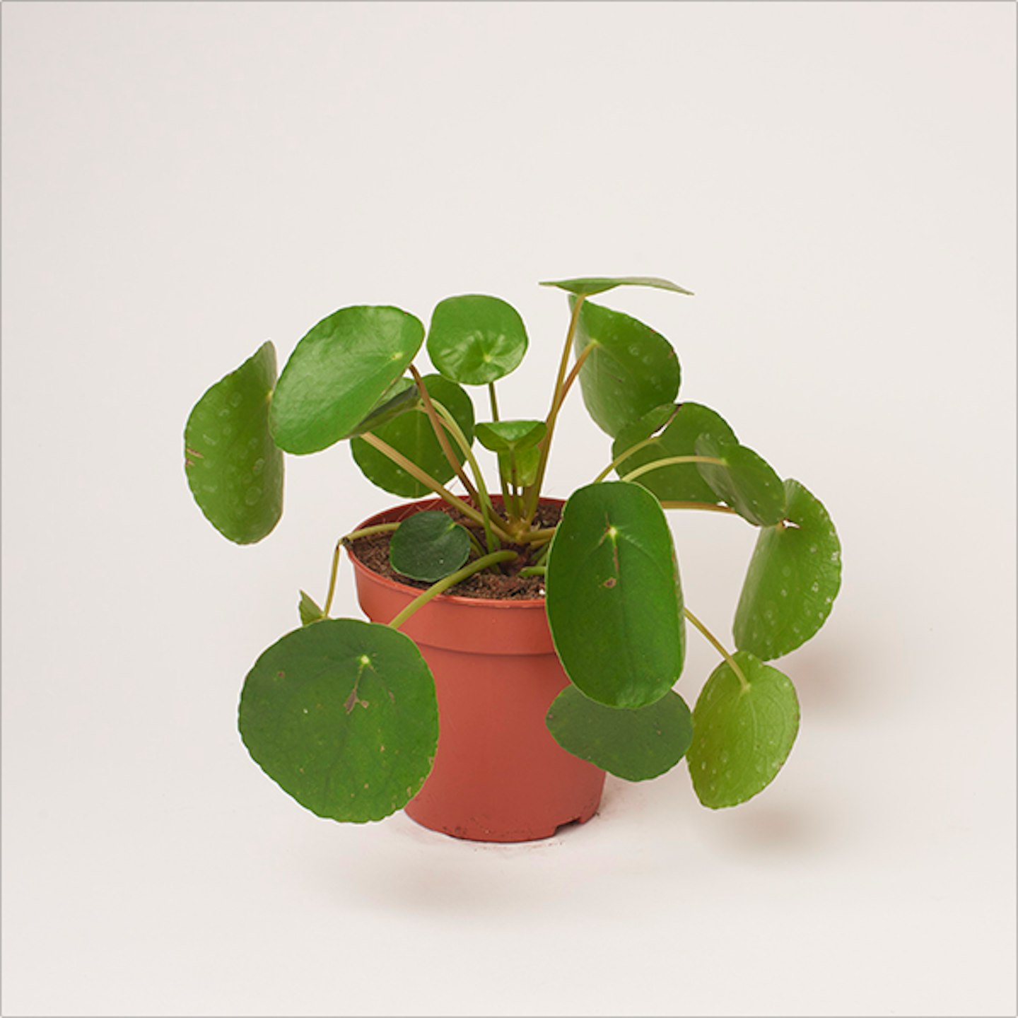 Everything You Need To Know About Pilea Plants
